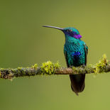 Goulds Violetoorkolibrie - Sparkling Violetear - Ecuador - 27 en 29 september 2021 - A69I6