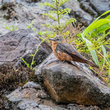 Zwaluwtiran - Cliff Flycatcher - Ecuador - 30 september 2021 - A69I1168.jpg