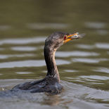 Afrikaanse Dwergaalscholver - Long-tailed Cormorant - Gambia - mei 2022 - A69I0889.jpg