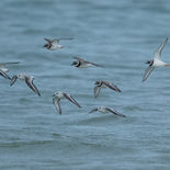 Drieteenstrandloper - Brouwersdam - 9 november 2022 - A69I1818.jpg