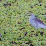 Indische Ralreiger - Asian Pond Heron -  Sri Lanka - juli_augustus - 2022 - A69I8852.jpg