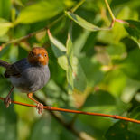 Grijze Snijdervogel - Ashy Tailorbird - Vietnam - 24 januari 2024 - A5A7348.jpg