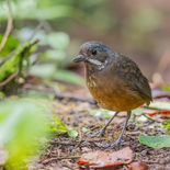 Allens Mierpitta - Moustached Antpitta - Ecuador - 5 oktober 2021 - A69I8346.jpg