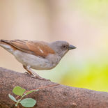 Grijskopmus - Northern Grey-headed Sparrow - Gambia - mei 2022 - A69I1530.jpg