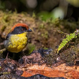 Geelborststruikgors - Yellow-breasted Brushfinch - Ecuador - 2 en 4 oktober 2021 - A69I323