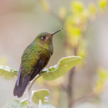Williams Glansstaartkolibrie - Viridian Metaltail - Ecuador - 1 oktober 2021 - A69I2566.jp