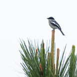 Bonte Dwergtriller - Bar-winged Flycatcher-shrike - Vietnam - 19 januari 2023 - A5A4527.jp