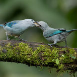 Bisschopstangare - Blue-grey Tanager - Ecuador - 1 oktober 2021 - A69I9157.jpg