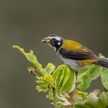 Zwartvleugelsaltator - Black-winged Saltator  - Ecuador - 4 oktober 2021 