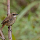 Grijs Paapje - Gray Bush-chat - Vietnam - 21 januari 2023 - A5A5088.jpg