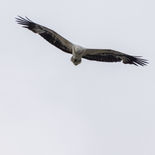 Witbuikzeearend - White-bellied Sea Eagle - Vietnam - 21 januari 2023 - A5A4971.jpg