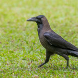 Huiskraai - House Crow - Sri Lanka - juli_augustus - 2022 - A69I7909.jpg