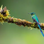 Langstaartnimf - Long-tailed Sylph - Ecuador - 29 september 2021 - A69I6492.jpg