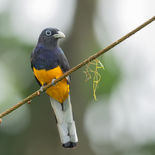 Witstaarttrogon - White-tailed Trogon - Ecuador - 7 oktober 2021 - A69I0104.jpg