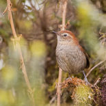 Witkindistelstaart - White-chinned Thistletail - Ecuador - 28 september 2021 - A69I5406.jp