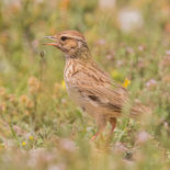 Boomleeuwerik - Solsona - Catalonië - 28 mei 2017 - A9A7839.jpg