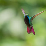 Vorkstaartbosnimf - Fork-tailed Woodnymph - Ecuador - 30 september 2021 - A69I1065.jpg