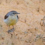 Grote Gele Kwikstaart - Grey Wagtail - Vietnam - 15 januari 2023 - A5A6519.jpg