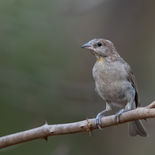 Kleine Rotsmus - Bush Petronia - Gambia - mei 2022 - A69I3453.jpg