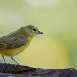 Vuurbuikorganist - Orange-bellied Euphonia - Ecuador -  oktober 2021 - A69I6095.jpg