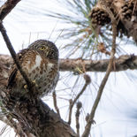 Gekraagde Dwerguil - Collared Owlet - Vietnam - 22 januari 2023 - A5A5493.jpg