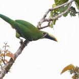 Smaragdarassari - Emerald Toucanet - Ecuador - 30 september 2021 - A69I1196.jpg