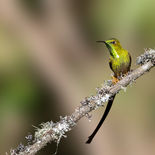 Zwartstaartkomeetkolibrie - Black-tailed Trainbearer  - Ecuador - 2 oktober 2021 - A69I322
