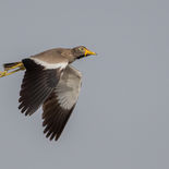 Lelkievit - African Wattled Lapwing - Gambia - mei 2022 - A69I1058.jpg