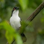 Grote Mierklauwier - Great Antshrike - Ecuador - 7 oktober 2021 - A69I9930.jpg