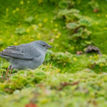 Loodkleurige Sierragors - Plumbeous Sierra Finch - Ecuador -  10 oktober 2021 - A69I3560.j