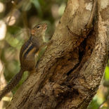 Berdmore's Ground Squirrel - (Menetes berdmorei) - Vietnam -  januari 2023 - 5A0083.jpg
