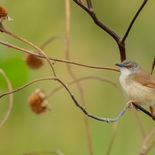 Grijsborstprinia - Gray-breasted Prinia - Vietnam - 15 januari 2023 - A5A7020.jpg