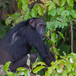 Chimpansee - Chimpanzee - Gambia - mei 2022 - A69I4653.jpg