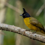 Zwartkuifbuulbuul - Black-crested Bulbul - Vietnam - 16 januari 2023 - A5A8000.jpg