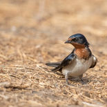Roodkeelzwaluw - Red-chested Swallow - Gambia - mei 2022 - A69I1085.jpg