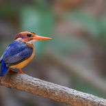 Afrikaanse Dwergijsvogel - African Pygmy Kingfisher - Gambia - mei 2022 - A69I6857.jpg