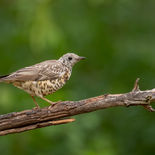 Grote Lijster - HBN 8 (NL) - 29 augustus - 2022 - A69I0632.jpg
