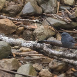 Waterroodstaart - Plumbeous Water Redstart - Vietnam - 21 januari 2023 - A5A4599.jpg