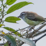 Witbrauwvireo - Brown-capped Vireo - Ecuador - 5 oktober 2021 - A69I8256.jpg