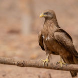 Geelsnavelwouw - Yellow-billed Kite - Gambia - mei 2022 - A69I3800.jpg