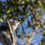 Geelsnavelboomklever - Yellow-billed Nuthatch - Vietnam - 15 januari 2023 - A5A6226.jpg