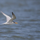 Afrikaanse Koningsstern - West African Crested Tern - Senegal - mei 2022 - A69I5419.jpg