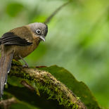Zwartkruinstreepvleugel - Black-crowned Barwing - Vietnam - 13 januari 2023 - 5A4863.jpg