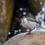 Bergbeekeend - Torrent Duck - Ecuador - 28 september 2021 - A69I5962.jpg