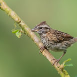 Roodkraaggors - Rufous-collard Sparrow - Ecuador -   oktober 2021 - A69I1511.jpg