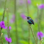 Zonneboself - Gorgeted Woodstar - Ecuador - 29 september 2021 - A69I6295.jpg