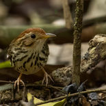 Gevlekte Jungletimalia - Puff-throated Babbler - Vietnam - 17 januari 2023 - A5A8672.jpg