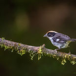 Witvleugelstruikgors - White-winged Brushfinch - Ecuador - 3 oktober 2021 - A69I5845.jpg