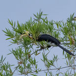 Bonte Neushoornvogel - Oriental Pied Hornbill - Vietnam - 18 januari 2023 - A5A0768.jpg