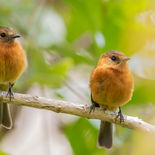 Kaneeltiran - Cinnamon Flycatcher - Ecuador - 28 september 2021 - A69I4978.jpg